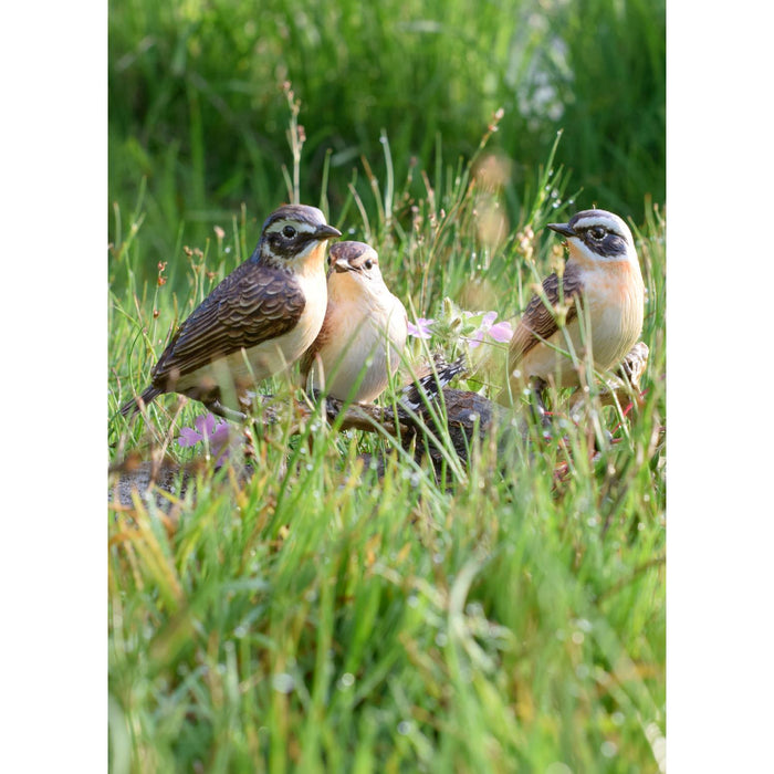 Goebel Vogel des Jahres 2023 Braunkehlchen Figur
