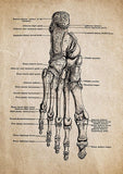 tableau-crane-anatomique-vintage